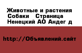 Животные и растения Собаки - Страница 7 . Ненецкий АО,Андег д.